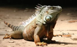 Reintroducen a mil 500 iguanas terrestres en Isla Galápagos