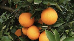 Se dispara precio de la naranja hasta 80% tras daños en cultivos por lluvias en Veracruz