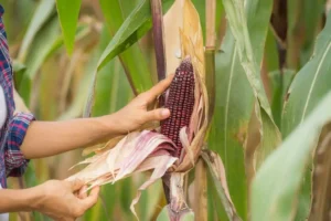 Indígenas recomiendan dieta de la milpa para prevenir enfermedades