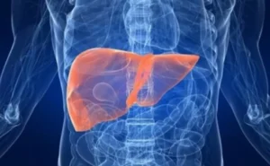 Identifican proteína como posible molécula terapéutica para prevenir hígado graso