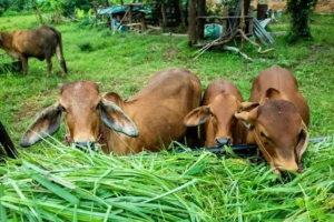 Sader busca extender emergencia nacional por plaga de gusano barrenador