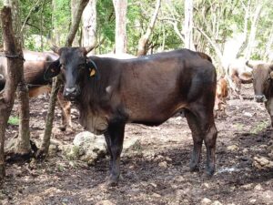 Continúa control al gusano barrenador en Yucatán 