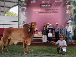 Inicia la 31ª Feria Internacional de Ganadería Tropical con exhibición de excelencia genética en X´Matkuil