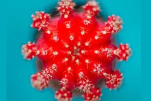 Virus de la gripe aviar resisten la fiebre, el arma humana para combatir la enfermedad 