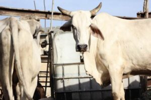 Yucatán continúa haciendo frente al gusano barrenador del ganado 