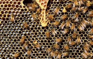 ¿La falta de alimento acelera la metamorfósis en las abejas? Esto revela estudio