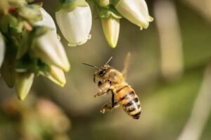 La falta de alimento acelera la metamorfósis en las abejas
