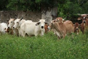 Cero muertes de animales infectados por gusano barrenador 