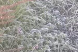 Se registran heladas en Veracruz; temperatura más baja fue de -6 grados en Perote