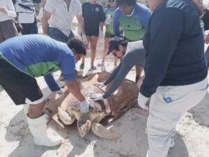 Reintegran en Progreso, Yucatán tortuga caguama a su hábitat 
