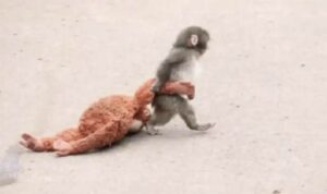 Esta es la historia de Punch, el monito que conmovió las redes sociales (video)