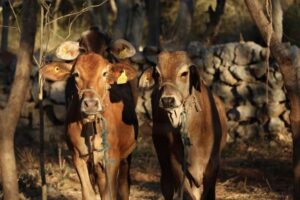 Exhortan en Yucatán a reforzar la revisión de animales ante casos de gusano barrenador
