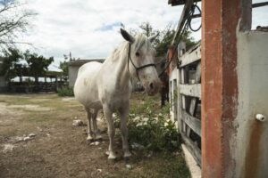 Continúan medidas estratégicas en Yucatán ante el gusano barrenador
