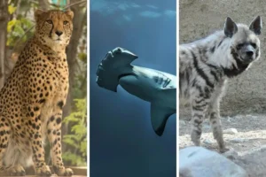 ONU declara 40 nuevas especies protegidas ante amenaza de extinción