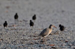 Registra la FPMC por primera vez el nido de un rascón costero en Punta Sur