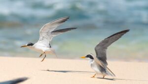 Inicia el arribo y anidación charranes migratorios en el Parque Ecoturístico Punta Sur que ofrece condiciones clave para su reproducción