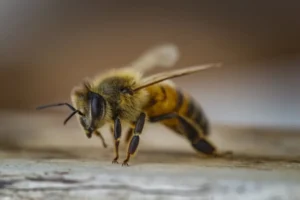 Día Mundial de las Abejas: ¿Por qué son tan importantes para la vida humana?