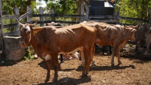 Yucatán avanza en repoblamiento ganadero con inseminación artificial