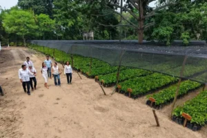 En septiembre, inicia la construcción de Planta Agroindustrial de Chocolate Bienestar en Comalcalco; operará en 2027