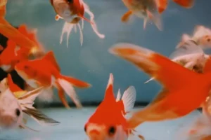 Revelan el secreto de cómo algunos peces pueden desplazarse fuera del agua