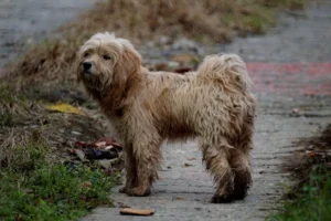 Día Mundial del Perro: El mejor amigo del ser humano, aún enfrenta el abandono