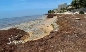 Fenómeno natural provoca mortandad de peces en playas de Quintana Roo