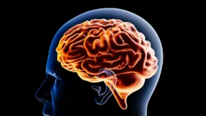 Conoce un poco acerca de las funciones del cerebro; te interesa