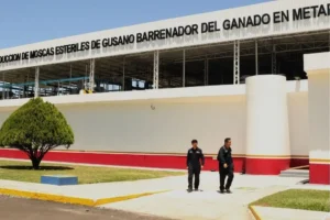 México libera 2,5 millones de moscas estériles para combatir el gusano barrenador del ganado