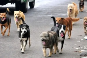 Abandono de perros en México aumentó un 20 % anual tras la pandemia
