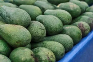 México dialogará con Estados Unidos para reanudar exportación de aguacate mexicano: Presidenta Claudia Sheinbaum Pardo