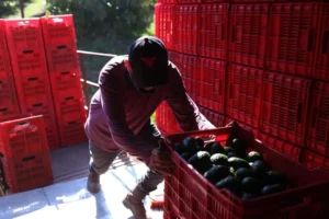 EEUU reanuda parcialmente actividades y exportación de aguacate en Michoacán 