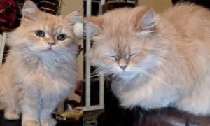 Este sábado 8 de agosto se conmemora el Día Mundial del Gato