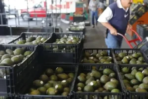 Habilitan 75% de empaques de aguacate tras reanudación en Michoacán