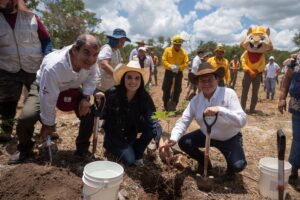 Reforesta Renacimiento Maya 292 hectáreas con más de 64 mil plantas (+Vídeo) 