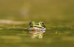 Descubren 4 nuevas especies de ranas