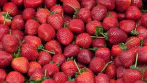 México expresa su «grave preocupación» por declaración de EEUU sobre ‘dumping’ en fresas
