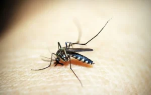 ¿El ambiente y la especie de mosquito determinan la circulación de la malaria? Esto dice estudio