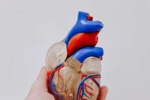 ¿Tu cuerpo tiene un ‘segundo corazón’? Esto revela estudio científico