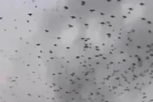 Miles de aves en costa del Golfo de México: ‘¿Es de buena o mala suerte?’