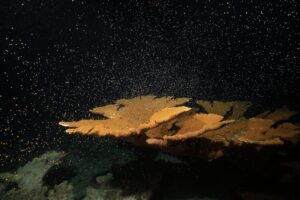 Especialistas de Grupo Xcaret logran la colecta de gametos de coral Cuerno de Alce, un paso clave para la restauración de arrecifes en el Caribe Mexicano