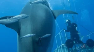 Deep Blue, el enorme tiburón blanco visto en México ¿Reapareció en 2026?