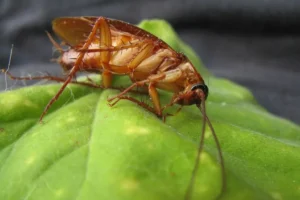 ¿Aplastas las cucarachas que encuentras en casa? Estas son las razones para no hacerlo