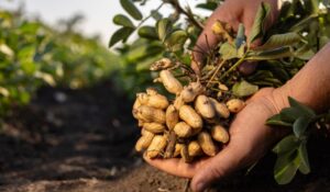 Crece 23.3 % la producción nacional de cacahuate; alcanza más de 86 mil toneladas: Agricultura